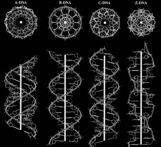 Principy posvátné geometrie a DNA